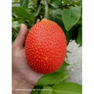 Gac fruit 木鳖果 / 1-3 BIJI BUAH / GAC FRUIT/ BUAH GAC / MOMORDICA COCHINCHINENSIS / 木鳖果 新鲜採摘