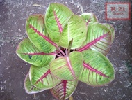 NEW AGLAONEMA GOLIATH DEWASA KODE 1450