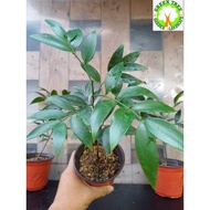 Bonsai  - Podocarpus Nagi 竹柏 for HOME/OFFICE decoration