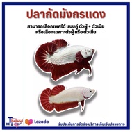 TH betta - ชุดเพาะพันธุ์ปลากัด RED DRAGON มังกรแดง 1คู่ (มีตัวเลือก เพศผู้/เพศเมีย และแบบคู่ ผู้+เมีย)*** มีเก็บเงินปลายทาง ***