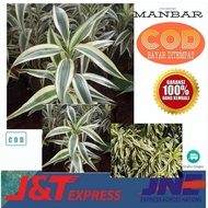 MANBAR - White lucky bamboo, lucky bamboo, Sri Rejeki variegated white lucky tree - Sri Rejeki
