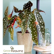 Begonia Maculata Polka Dots Live Plant Spotted Begonia Indoor Plant | Pokok Begonia | 斑点秋海棠