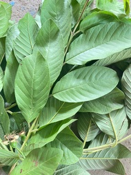 ใบฝรั่งสดสมุนไพร Guava leaves    เก็บสดส่ง จากสวน ปลอดสารพิษ ทำยาได้ สมุนไพรไทย 1 กก  99 บาท