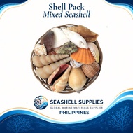 Mixed Sea Shell in a Native Basket | 4 Inches