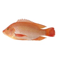 FISH - 350g-450g Ikan Tilapia Merah / Red Tilapia (tidak dibekukan 1pc