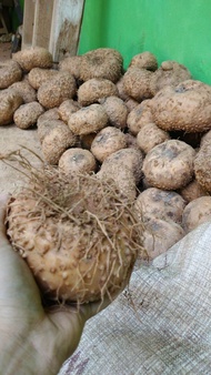 Umbi Porang super / Porang produksi 1kg