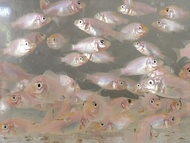 Anak ikan talapia merah 1pcs