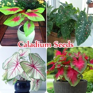 Singapore Ready Stock Good Quality Caladium Seeds Evergreen Grass Colorful Taro Leaves Are Beautiful In Color and Have Many Varieties Suitable for Indoor Outdoor Potted Plants Plants for Sale High Germination Rate Easy To Grow