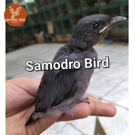 Burung Srigunting Abu anakan loloh buat masteran bagus