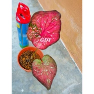 KELADI RED CHAMBER CALADIUM (live plant)