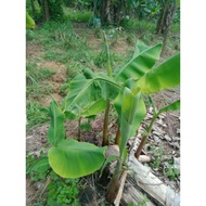 SALE  BENIH PISANG EMAS / ANAK POKOK PISANG EMAS