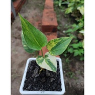 anthurium brownii variegata l anthurium corong variegata