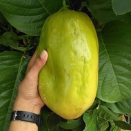 Bibit Tanaman Buah Markisa Jumbo Erbis Pohon Buah Erbis