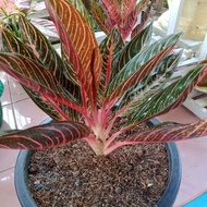 indukan aglonema red sumatra