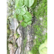 Vines Simulation Wall-Mounted Vines Green Plants Branches Fake Flowers Plants Rattans Dead Vines Mos