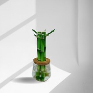 現貨 蕨美植栽 室內網美植栽辦公室水耕植栽-開運竹+弧形玻璃瓶