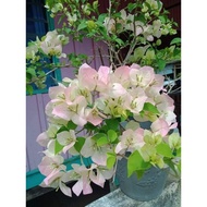 Bunga kertas Bongowan Solo