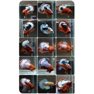 FCCP Vietnam male female material