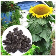 seeds MONGOLIAN GIANT SUNFLOWER SEED(VERY LIMITED)