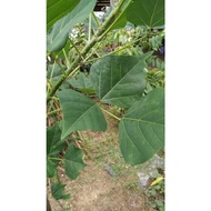 Daun dedap  Duri  segar - 100 g / kalyana murungai /  Erythrina indica fresh leaves