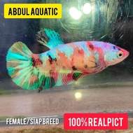 Ikan Cupang Female Betina Nemo Multicolor / Candy Galaxy / Siap Breed