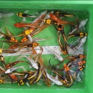 ikan bibit koi metalik ekor slayer panjang size 10cm