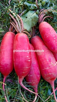 1KG/LOBAK MERAH/SAYUR LOBAK MERAH/FRESH