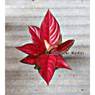 Aglonema Red Venus Remaja Rimbun / Tanaman hias bunga aglonema