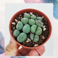 Ganohealth succulent Conophytum Bilobum Subsp Altum 口笛 with 55mm pot direct from Cameron Highlands