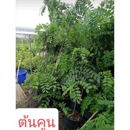 (1ต้น สูง140-150cm) ต้นคูณสายรุ้ง คูณสายรุ้ง ราชพฤกษ์ สี รุ้ง ขาว เหลือง ชมพู แดง สีรุ้ง คูณ ต้นคูณ 