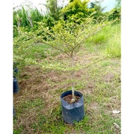 Green African Talisay Layering Plant (Small) Established