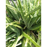 aloe Vera @ lidah buaya