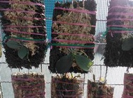 Phal. lobbii var. vietnam  , 板植越南洛比蝴蝶蘭 ,育種者最愛 !