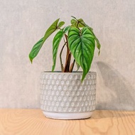 肌肉普洛小盆栽 5寸水泥盆幾何圖形風格 桌上型室內植物推薦