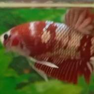 cupang red koi copper gold