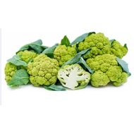 Apple green Cauliflower Seed( Brassica oleracea. (F1)
