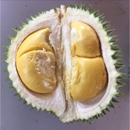 ANAK POKOK DURIAN HIJAU BESERAH D145 HYBRID