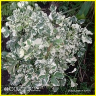 ✗ ☸ ◪ Variegated Papua plant