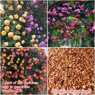 100pcs Climbing Rose Seeds for Planting Flower Seed Balcony Decoration Home Garden Decoration Air Purifying Plants Real