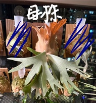 鹿角蕨 側芽