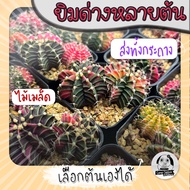 ต้นยิมโนด่างหลายต้น เลือกต้นได้ LBHBด่าง (gymnocalycium) set R - กระบองเพชร ราคาถูก🌵แคคตัส🌵