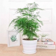 seed Green plants Artificial plant Home Decoration Roti Asparagus hidup dengan baik untuk menumbuhkan pohon kekayaan kal
