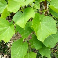 daun jarak segar 1kg daun herbal jarak
