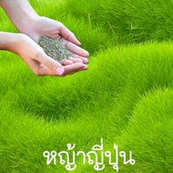 หญ้าาาญี่ปุ่น📌ถูกที่สุด10บ.📌เมล็ดพันธุ์หญ้าญี่ปุ่น 300 เมล็ด🌱ปลูกง่าย🌱โตไว🌱ปลูกครั้งเดียวอยู่ได้นาน