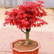 [High Quality Seedings] Bonsai Seeds 50pcs Red Maple Tree Seeds for Sale Flower Seeds for Planting Flowers Indoor