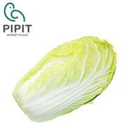 Long Cabbage 1KG （  Kubis Panjang / 大白菜  ）