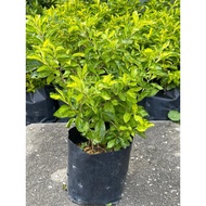 MC - DURANTA ERECTA ‘Golden Edge’ | Live Plant