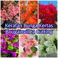 Keratan BUNGA KERTAS / Bougainvillea Cutting