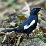 burung kacer dada hitam jantan pilihan