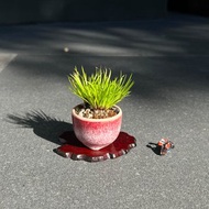 日本黃金姬石菖蒲∣經典山野草 豆盆栽